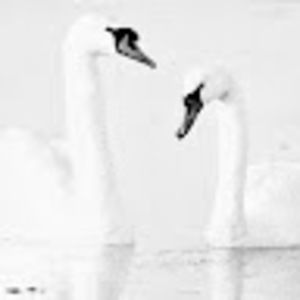 Meet your Posher, Swan